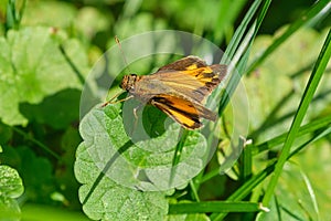 Zabulon skipperÂ (Lon zabulon)